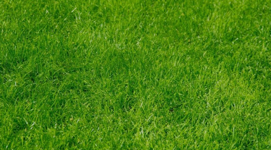 Synthetic Grass Maintenance and Installation: A Complete Guide – Buildmat