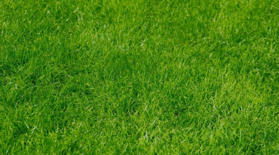 Synthetic Grass Maintenance and Installation: A Complete Guide